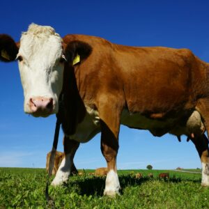 Portrait of Cow Standing in Pasture