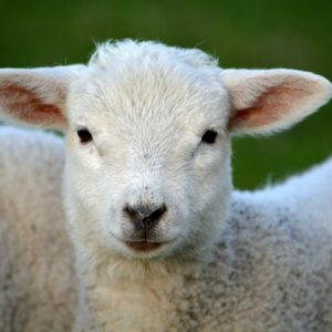 White Coated Lamb